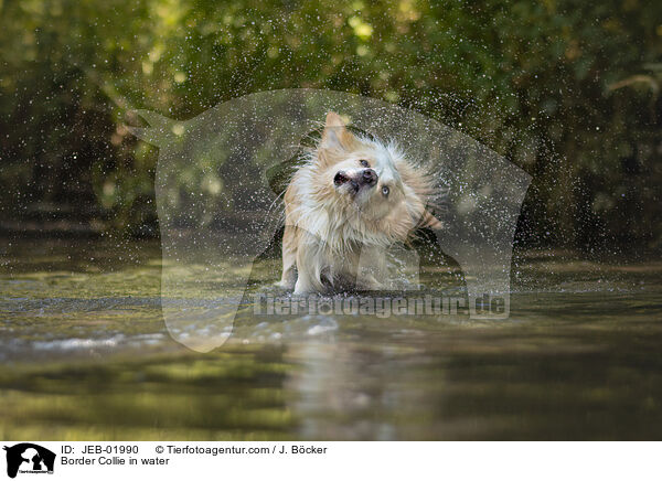 Border Collie im Wasser / Border Collie in water / JEB-01990
