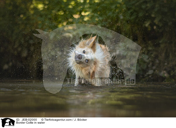 Border Collie im Wasser / Border Collie in water / JEB-02000