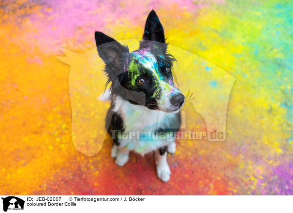 bunter Border Collie / coloured Border Collie / JEB-02007