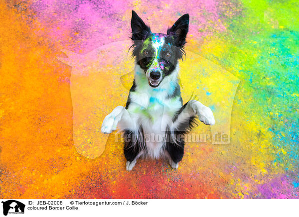 bunter Border Collie / coloured Border Collie / JEB-02008
