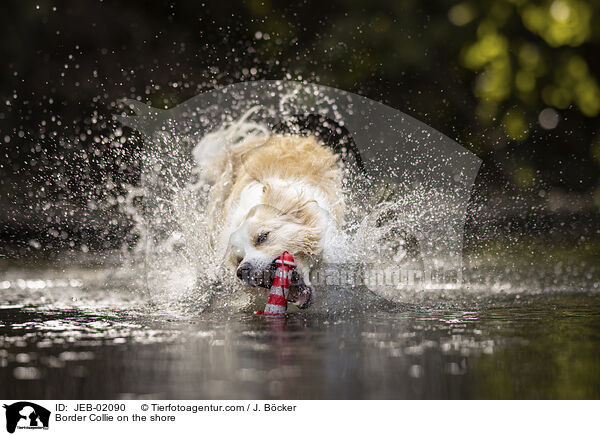 Border Collie am Wasser / Border Collie on the shore / JEB-02090