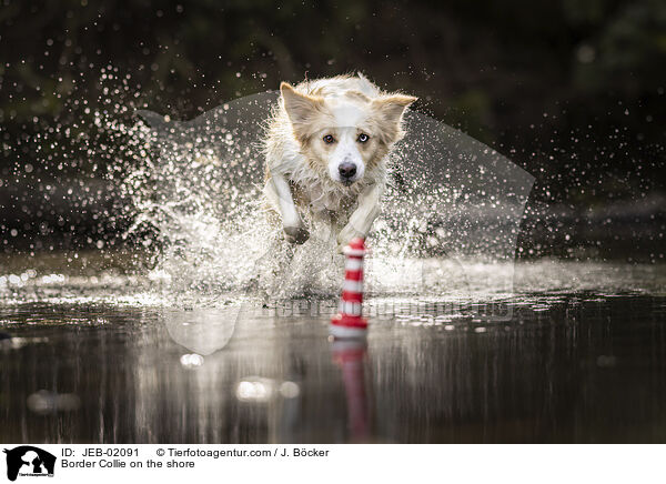 Border Collie am Wasser / Border Collie on the shore / JEB-02091