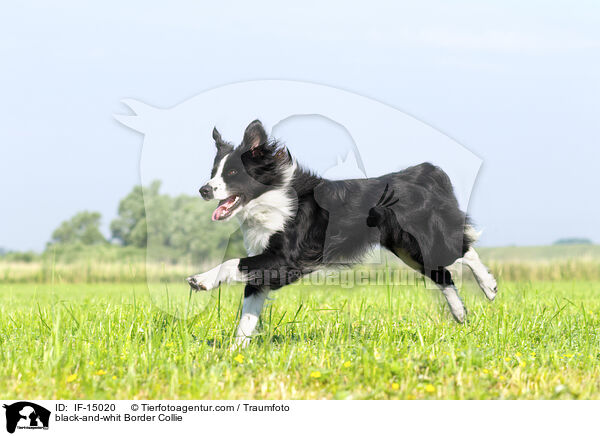 black-and-whit Border Collie / IF-15020