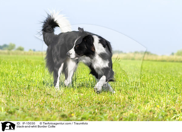 black-and-whit Border Collie / IF-15030