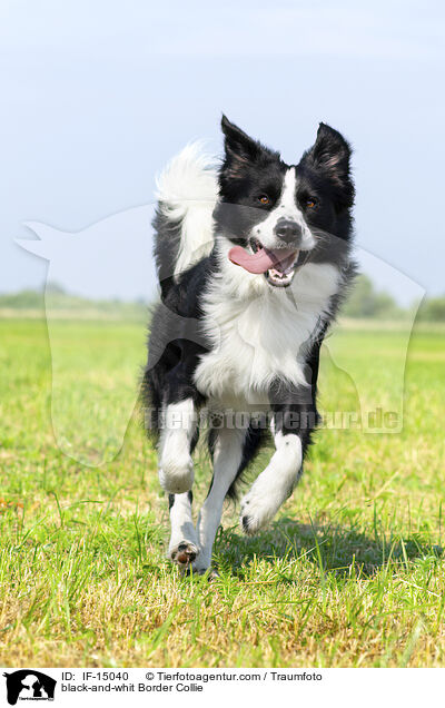 black-and-whit Border Collie / IF-15040