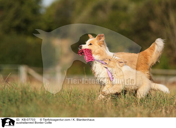 australianred Border Collie / australianred Border Collie / KB-07703