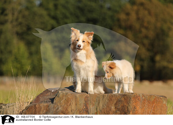australianred Border Collie / KB-07704