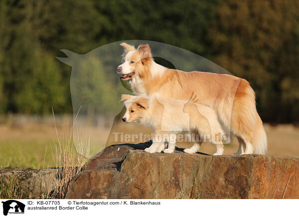 australianred Border Collie / australianred Border Collie / KB-07705