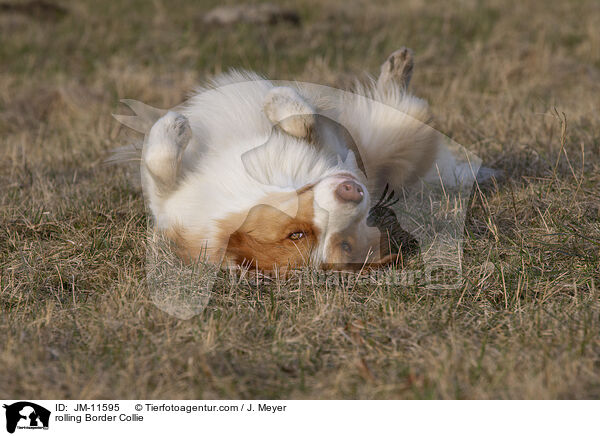 rolling Border Collie / JM-11595