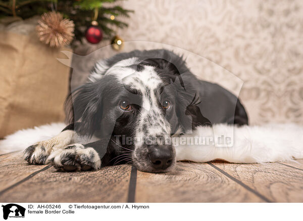 female Border Collie / AH-05246