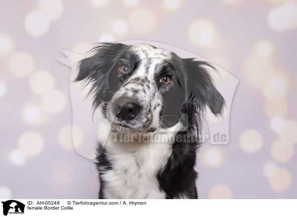 female Border Collie / AH-05248