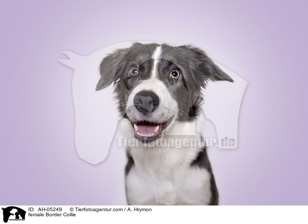 female Border Collie / AH-05249