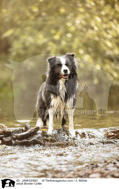 adult Border Collie / JAM-02983