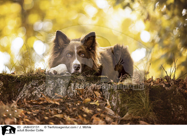 adult Border Collie / JAM-03131