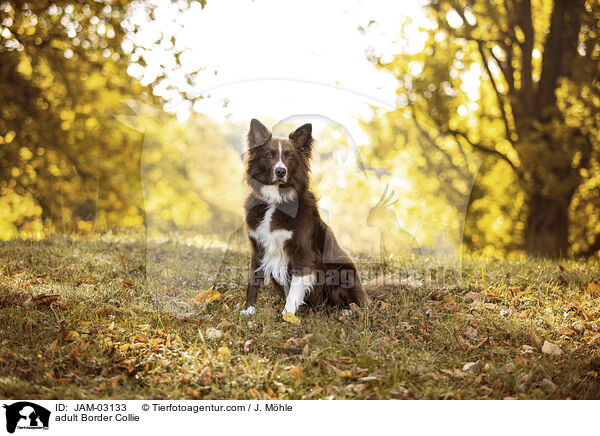 adult Border Collie / JAM-03133