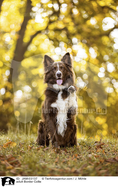 adult Border Collie / JAM-03137