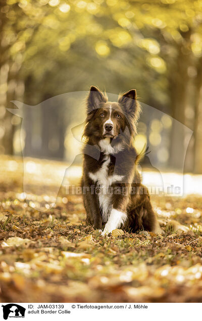 adult Border Collie / JAM-03139