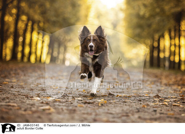 adult Border Collie / JAM-03140