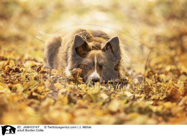 adult Border Collie / JAM-03147