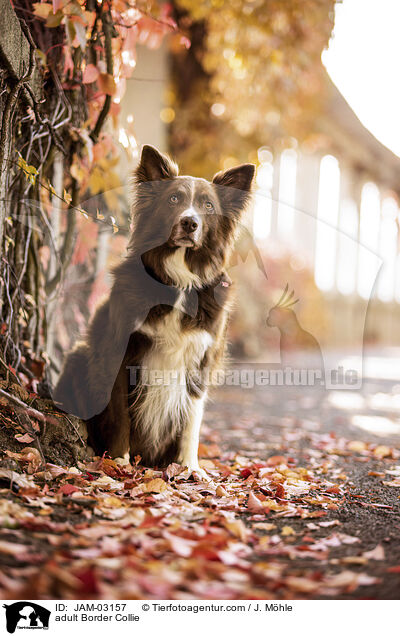 adult Border Collie / JAM-03157