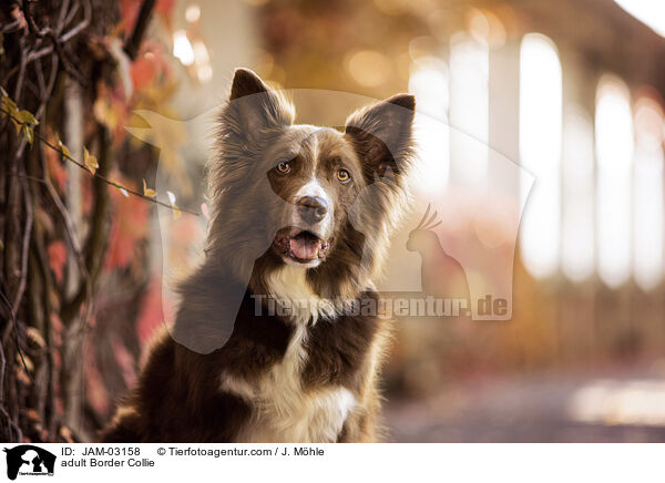 adult Border Collie / JAM-03158