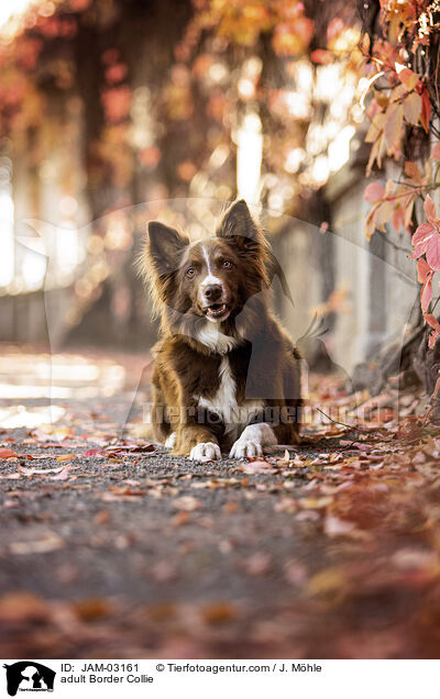 adult Border Collie / JAM-03161