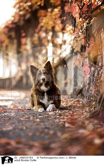 adult Border Collie / JAM-03163