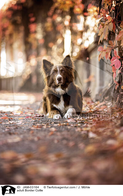 adult Border Collie / JAM-03164
