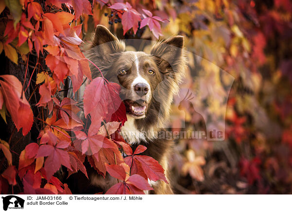 adult Border Collie / JAM-03166