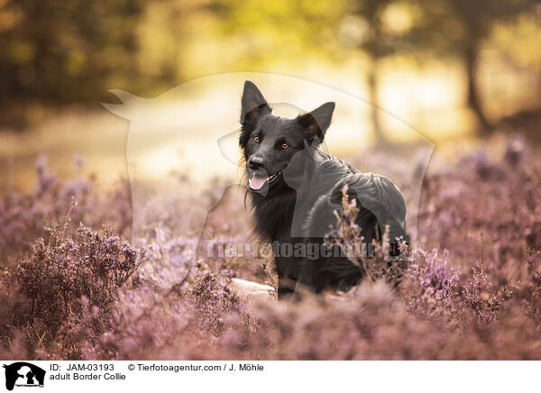 adult Border Collie / JAM-03193