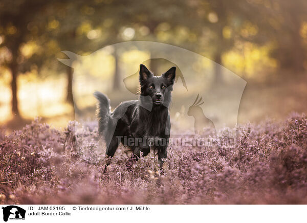 ausgewachsener Border Collie / adult Border Collie / JAM-03195