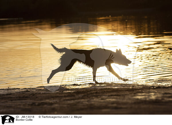 Border Collie / Border Collie / JM-13018