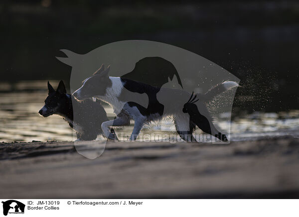 Border Collies / JM-13019