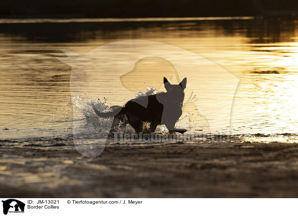 Border Collies / Border Collies / JM-13021