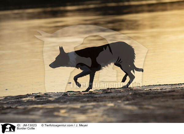 Border Collie / JM-13023