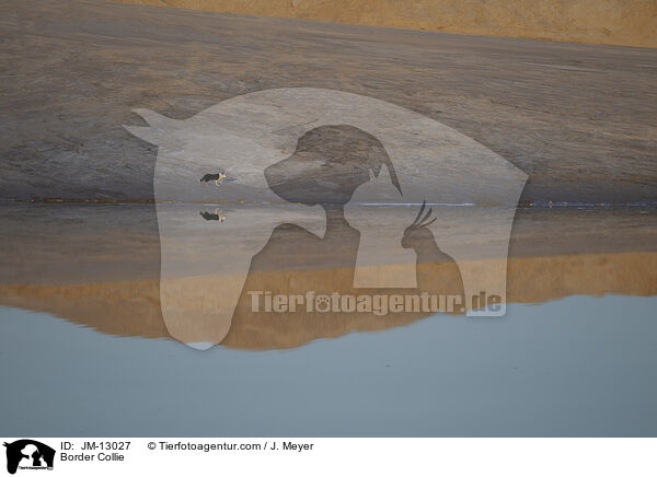 Border Collie / JM-13027