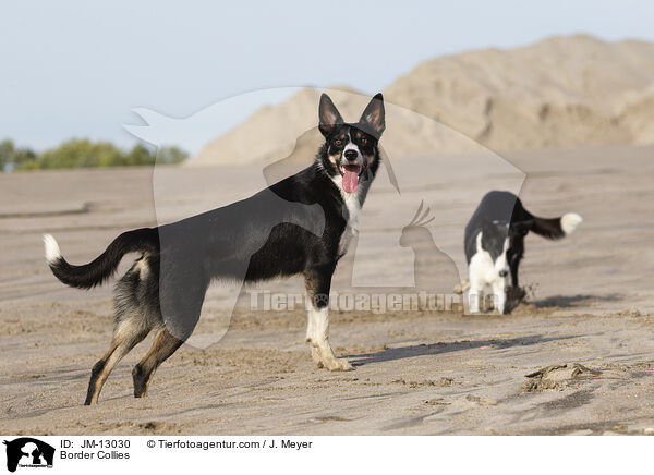 Border Collies / JM-13030