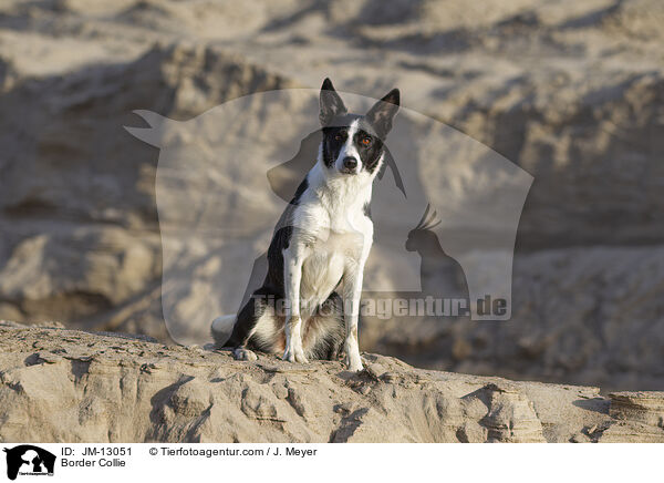 Border Collie / JM-13051