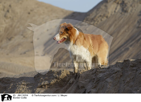 Border Collie / JM-13054