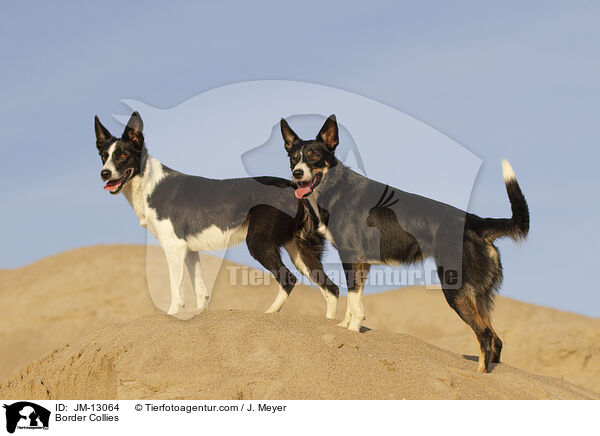 Border Collies / JM-13064
