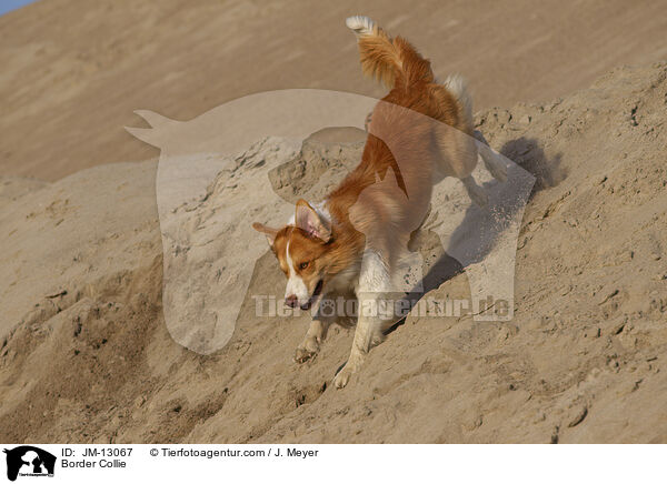 Border Collie / Border Collie / JM-13067