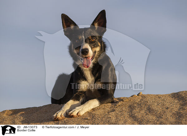 Border Collie / JM-13073
