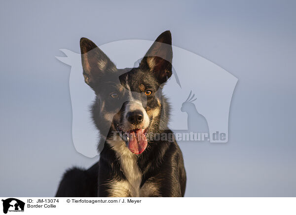 Border Collie / JM-13074