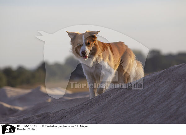 Border Collie / JM-13075