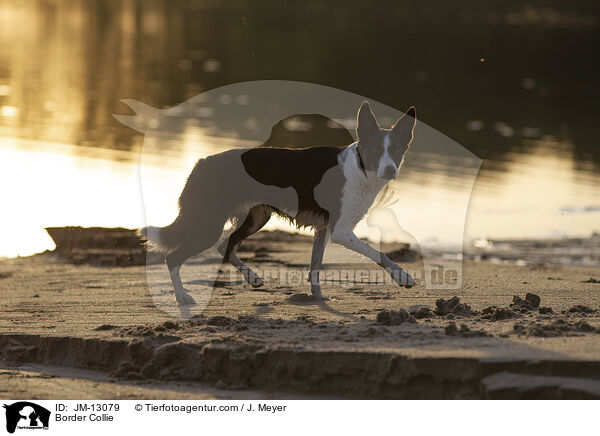 Border Collie / JM-13079
