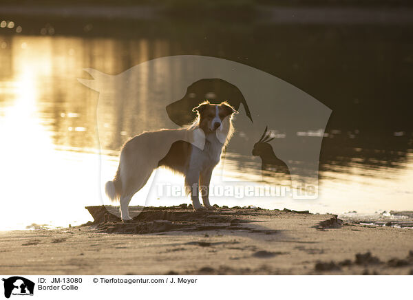 Border Collie / Border Collie / JM-13080