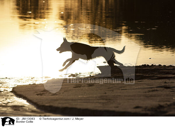 Border Collie / JM-13083