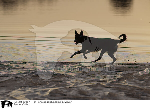 Border Collie / Border Collie / JM-13087