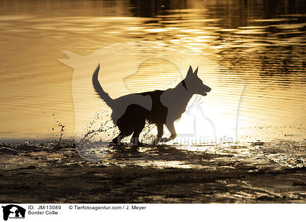 Border Collie / JM-13089