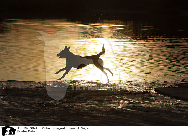 Border Collie / JM-13094